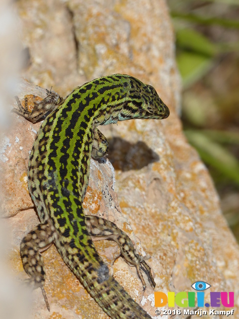 FZ027032 Colourful lizard on rocks